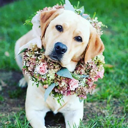 Sunnybeck Award Winning Dog Friendly 세틀