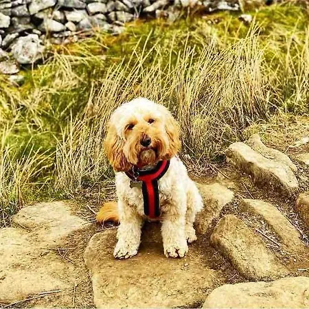 Semesterbostad Sunnybeck Award Winning Dog Friendly *